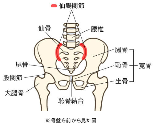 ストレッチ】仙腸関節とは？骨盤周辺の筋肉のバランスを整えて腰痛を予防しよう｜カラダケア研究所 | MEDIAID Online – メディエイド  公式オンラインショップ